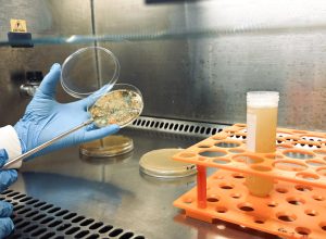 bioinsumos_lab.jpg