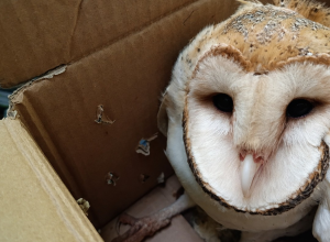 informe-cuidado-com-animais-na-rodovia.png