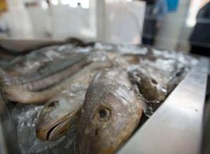 pescado.jfif_.jpeg